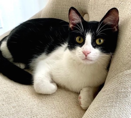 [picture of Willemina, a Domestic Short Hair black/white\ cat] 