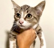 A picture of #ET04096: Gina a Domestic Short Hair gray/white