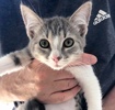 A picture of #ET04097: Angie a Domestic Short Hair silver/white