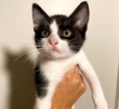 A picture of #ET04099: Mitch a Domestic Short Hair black/white