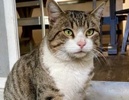 A picture of #ET04102: Cougar a Domestic Short Hair brown tabby/white