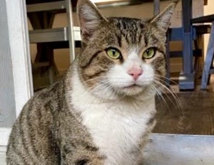 [picture of Cougar, a Domestic Short Hair brown tabby/white\ cat] 