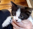 A picture of #ET04105: Flurry a Domestic Medium Hair black/white