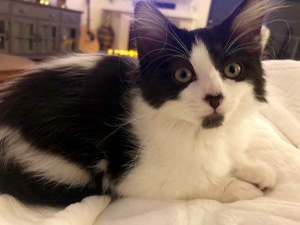 [another picture of Sneakers, a Domestic Medium Hair black/white\ cat] 