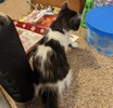 [picture of Sneakers, a Domestic Medium Hair black/white cat]