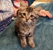 A picture of #ET04107: Mismo a Domestic Medium Hair brown