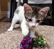 A picture of #ET04108: Tofu a Domestic Short Hair white/brown