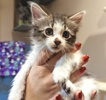 A picture of #ET04110: Cinders a Domestic Medium Hair white/gray