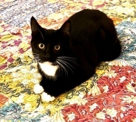[picture of Elii, a Domestic Short Hair black/white\ cat] 
