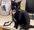 A picture of #ET04114: Biscuit a Domestic Short Hair black/white