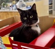 A picture of #ET04115: Triscuit a Domestic Short Hair black/white
