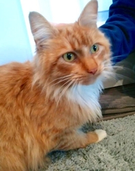[picture of Waldo, a Domestic Long Hair orange/white cat]