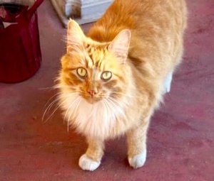 [picture of Waldo, a Domestic Long Hair orange/white\ cat] 