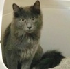 A picture of #ET04118: Dusty a Domestic Long Hair blue