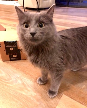 [another picture of Dusty, a Domestic Long Hair blue\ cat] 