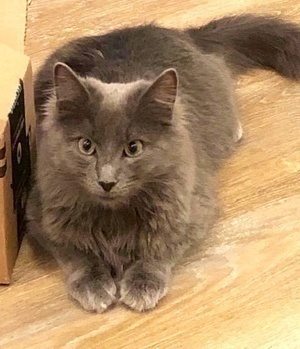 [picture of Dusty, a Domestic Long Hair blue\ cat] 