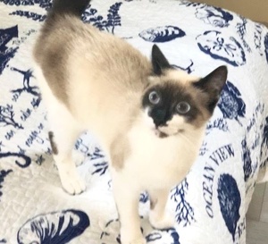 [picture of S'mores, a Siamese seal point\ cat] 