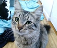 A picture of #ET04121: Fiona a Domestic Long Hair gray