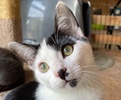 A picture of #ET04123: Woody a Domestic Short Hair white/black