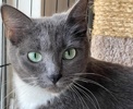 A picture of #ET04124: Slinky a Domestic Short Hair blue/white