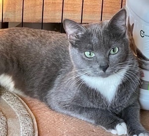 [picture of Slinky, a Domestic Short Hair blue/white cat]