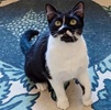 A picture of #ET04125: Bopeep a Domestic Short Hair black/white