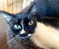 [picture of Bopeep, a Domestic Short Hair black/white cat]