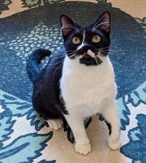 [picture of Bopeep, a Domestic Short Hair black/white\ cat] 