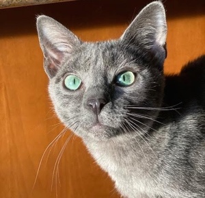 [another picture of Aurora, a Russian blue\ cat] 