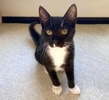 A picture of #ET04127: Plumette a Domestic Short Hair black/white