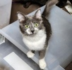 A picture of #ET04128: Belle a Domestic Medium Hair blue/white