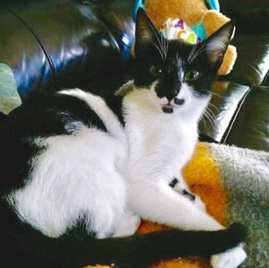 [picture of Vanellope, a Domestic Short Hair black/white cat]
