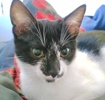 [picture of Vanellope, a Domestic Short Hair black/white cat]