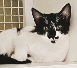 [picture of Vanellope, a Domestic Short Hair black/white\ cat] 