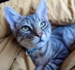 A picture of #ET04130: Sterling a Domestic Short Hair silver