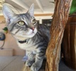 [another picture of Sterling, a Domestic Short Hair silver\ cat] 