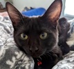 A picture of #ET04131: Spencer a Domestic Short Hair black