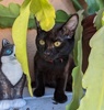 [another picture of Spencer, a Domestic Short Hair black\ cat] 