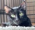 A picture of #ET04133: Anna a Domestic Short Hair black