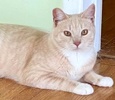A picture of #ET04136: Tomtom a Domestic Short Hair orange