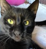 A picture of #ET04137: Maurice a Domestic Short Hair black