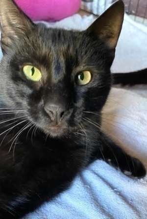 [picture of Maurice, a Domestic Short Hair black\ cat] 