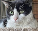 A picture of #ET04138: Cogsworth a Domestic Short Hair black/white
