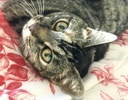 A picture of #ET04140: Missy a Domestic Short Hair tabby