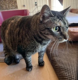 [picture of Missy, a Domestic Short Hair tabby cat]