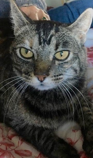 [picture of Missy, a Domestic Short Hair tabby\ cat] 