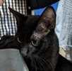 A picture of #ET04141: Eudora a Domestic Short Hair black