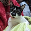 A picture of #ET04142: Tiana a Domestic Short Hair black/white