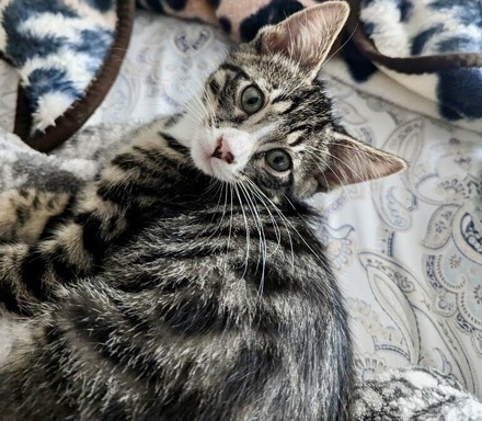 [picture of Zazu, a Domestic Short Hair brown tabby\ cat] 