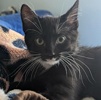 A picture of #ET04144: Bagheera a Domestic Short Hair black/white